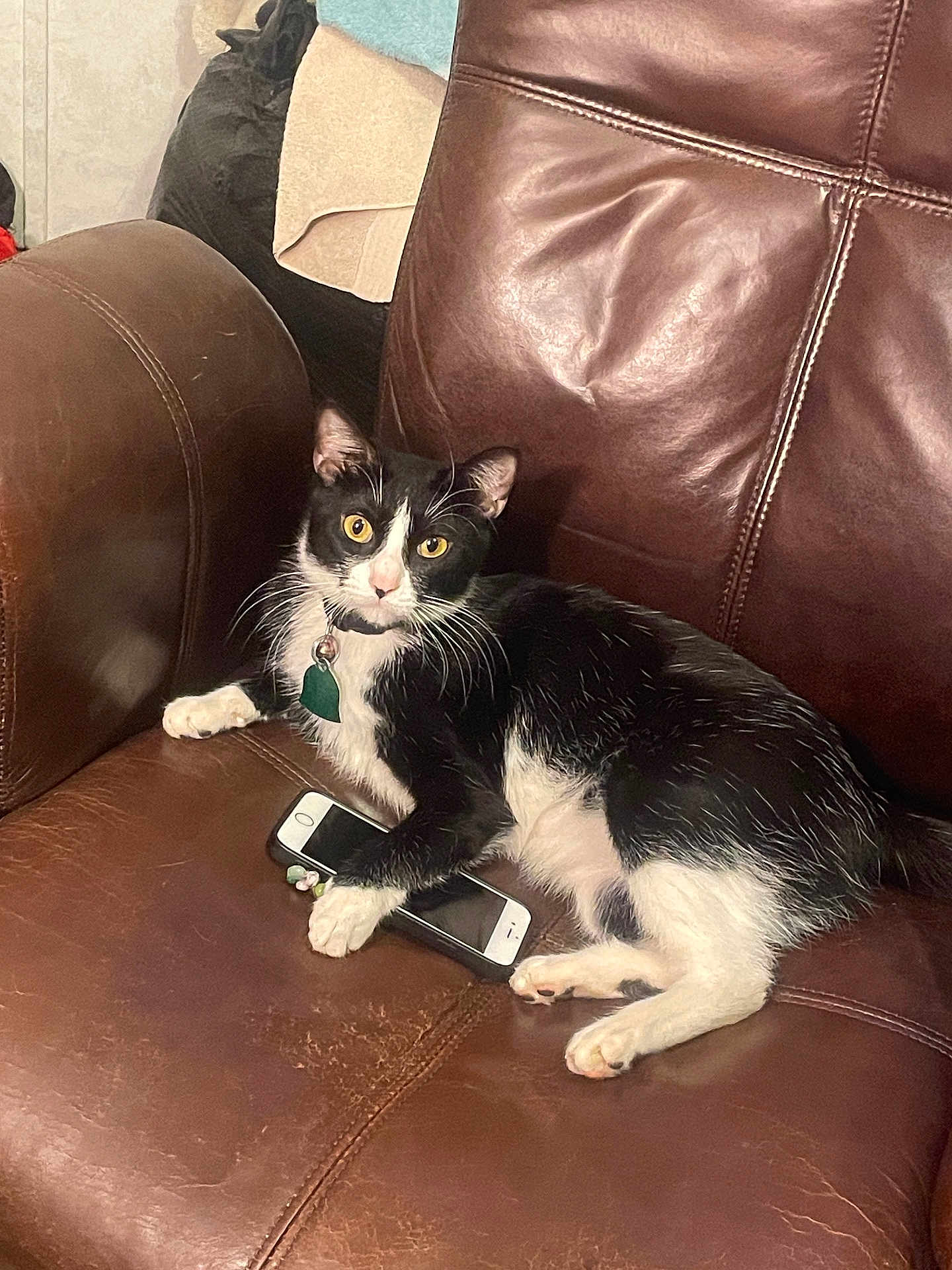 Luna joined the competition — help win amazing prizes! cat, tuxedo_cat, leather_chair, smartphone, paw, indoor, pet, alert, black_and_white, fur, whiskers, collar, tag, cushion, blanket, relaxed, feline, home, seated, curious