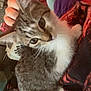 kitten, cat, pet, animal, feline, tabby, white_fur, gray_fur, person, hand, blanket, fabric, indoor, home, cozy, lap, looking_up, whiskers, ears, cute