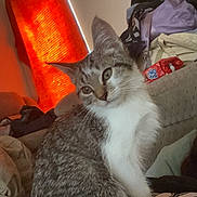 Orion joined the competition — help win amazing prizes! cat, tabby, white_paws, blanket, clothes, curtain, orange_light, indoor, cozy, pet, feline, sitting, relaxed, soft_light, household, furniture, comfort, animal, domestic, cute