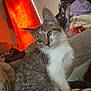 cat, tabby, white_paws, blanket, clothes, curtain, orange_light, indoor, cozy, pet, feline, sitting, relaxed, soft_light, household, furniture, comfort, animal, domestic, cute