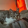 kitten, cat, tabby, indoor, blanket, couch, curious, pet, furniture, orange_curtain, cozy, living_room, snacks, bag, fur, whiskers, face, small_animal, resting, soft_light