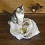 cat, tabby_cat, plastic_bag, wooden_floor, carpet, plush_toy, teddy_bear, indoor, pet, animal, curious, sitting, feline, domestic_cat, flooring, toy, brown, white, grey, striped