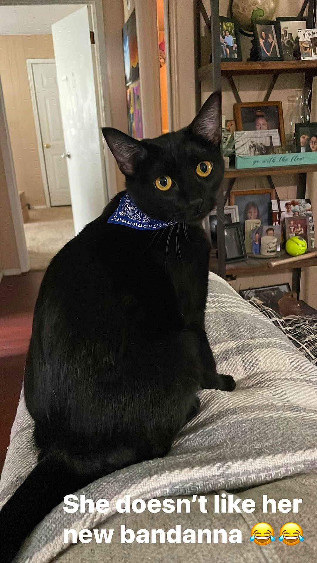 Keanu joined the competition — help win amazing prizes! black_cat, bombay, carnivore, cat, comfort, domestic_short_haired_cat, door, felidae, fur, grey, havana_brown, iris, shelf, shelving, small_to_medium_sized_cats, snout, tail, terrestrial_animal, whiskers, window