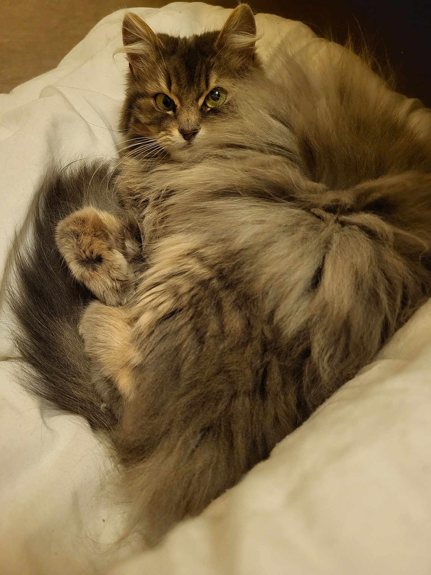 Pumpkin participe au concours pour gagner de l'argent avec cette photo : cat, fluffy, feline, pet, animal, fur, whiskers, indoor, blanket, cozy, resting, cute, soft, domestic_animal, portrait, sleepy, relaxed, mammal, closeup, eyes