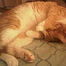 Nemo is registered to the contest to win money with this photo: