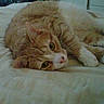 Nemo is registered to the contest to win money with this photo: