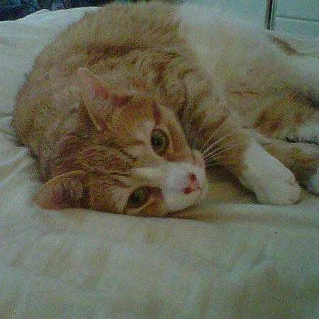 Nemo