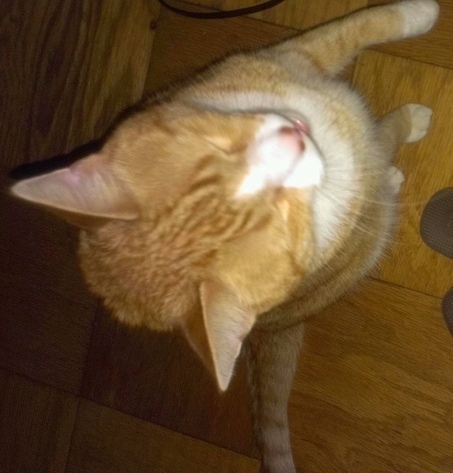 Nemo joined the competition — help win amazing prizes! carnivore, cat, ear, european_shorthair, fawn, felidae, fur, nose, small_to_medium_sized_cats, tail, whiskers