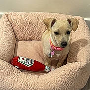 Amor Ley joined the competition — help win amazing prizes! puppy, dog, pink_collar, dog_bed, plush_toy, ketchup_bottle_toy, indoor, floor, cute, small_dog, pet, animal, fur, ears, sitting, cozy, home, toy, curious, young_dog