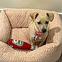 puppy, dog, pink_collar, dog_bed, plush_toy, ketchup_bottle_toy, indoor, floor, cute, small_dog, pet, animal, fur, ears, sitting, cozy, home, toy, curious, young_dog