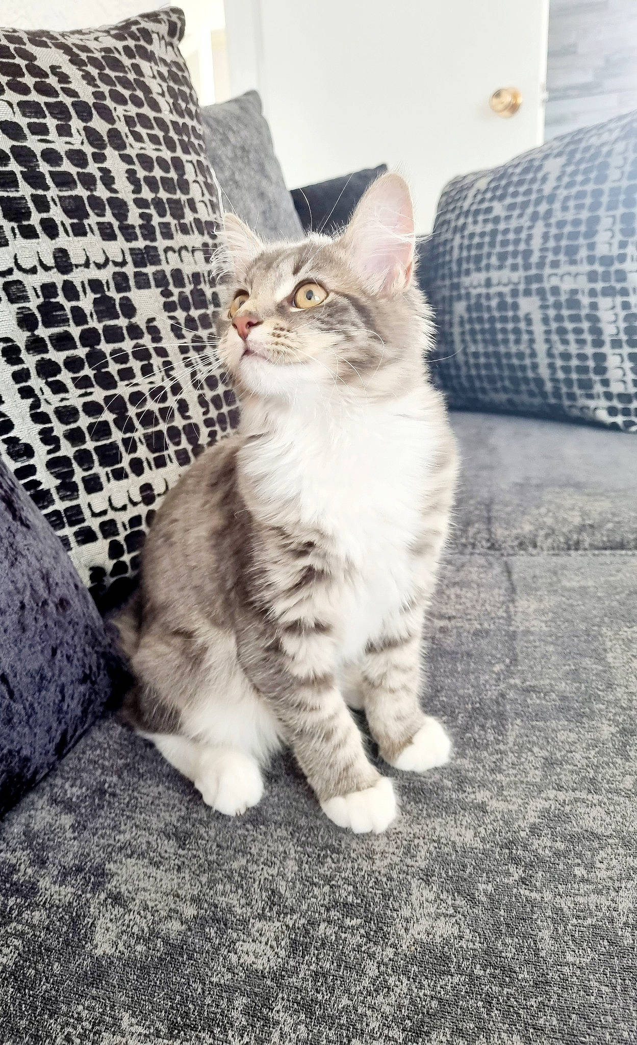 Dotty is registered to the contest to win money with this photo: carnivore, cat, comfort, couch, domestic_short_haired_cat, eye, fawn, felidae, foot, fur, grey, human_leg, leg, paw, road_surface, small_to_medium_sized_cats, snout, tail, whiskers, window