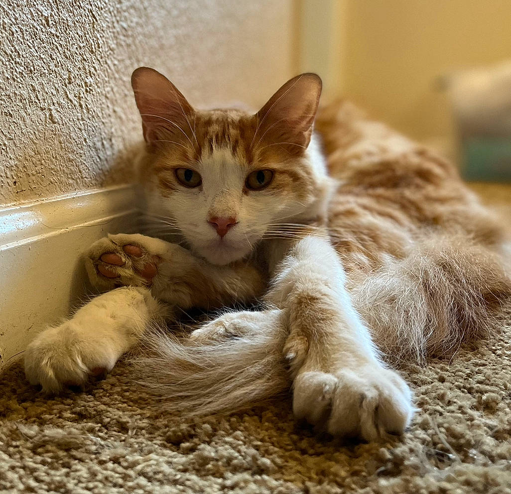 Fluffy joined the competition — help win amazing prizes! carnivore, cat, cat_supply, claw, comfort, domestic_short_haired_cat, fawn, felidae, foot, fur, paw, small_to_medium_sized_cats, snout, tail, whiskers