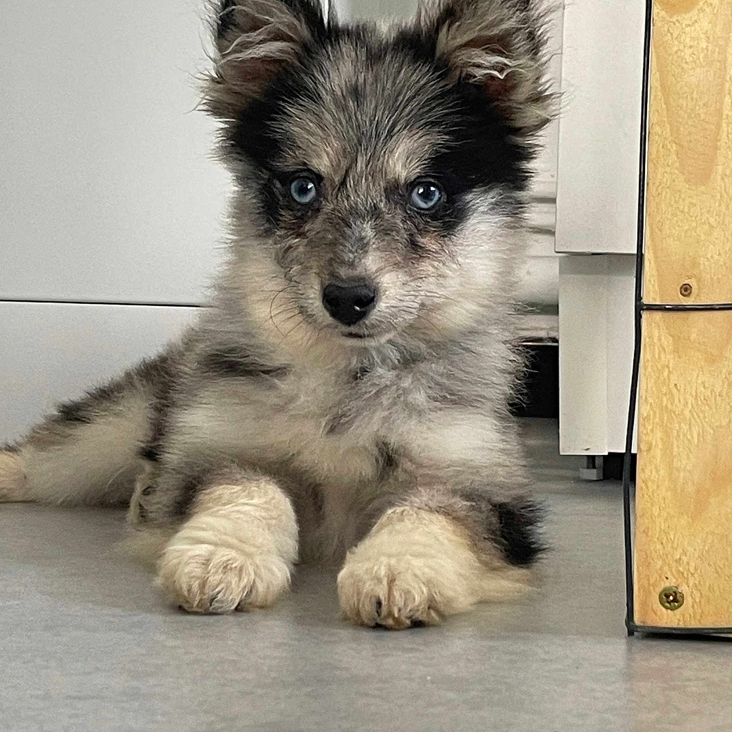 Lucky participe au concours pour gagner de l'argent avec cette photo : adorable, animal, black, blue_eyes, canine, closeup, curious, cute, dog, floor, fluffy, furniture, gray, indoor, lying, pet, portrait, puppy, white, young_dog