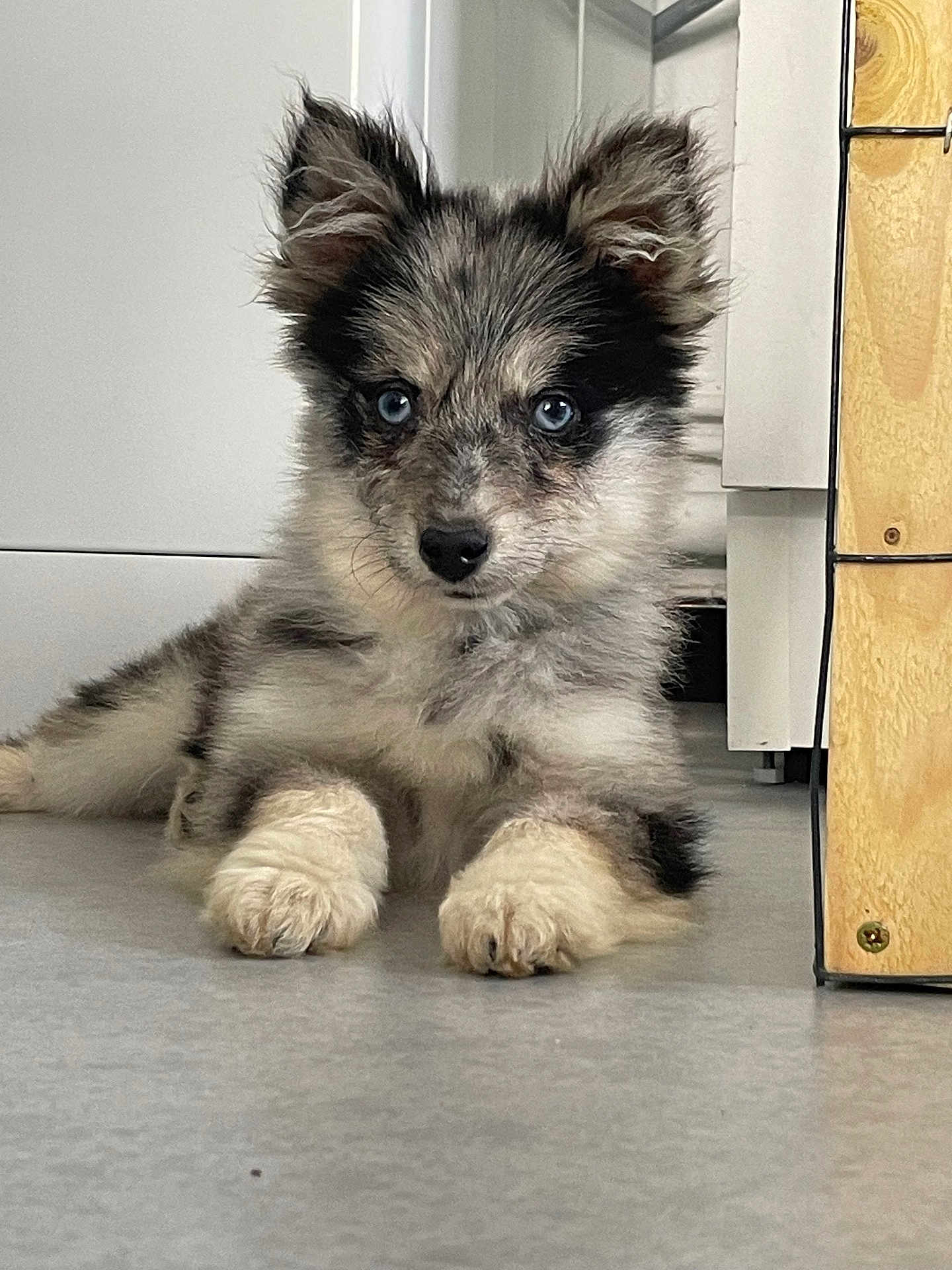 Lucky participe au concours pour gagner de l'argent avec cette photo : puppy, dog, blue_eyes, fluffy, indoor, floor, white, gray, black, furniture, curious, lying, young_dog, pet, canine, closeup, adorable, animal, portrait, cute