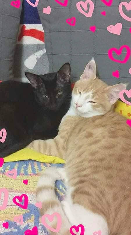 Maxou a rejoint le concours — aidez-le/la à gagner de superbes lots ! carnivore, cat, claw, comfort, domestic_short_haired_cat, fawn, felidae, fur, nap, paw, photo_caption, small_to_medium_sized_cats, snout, tail, whiskers