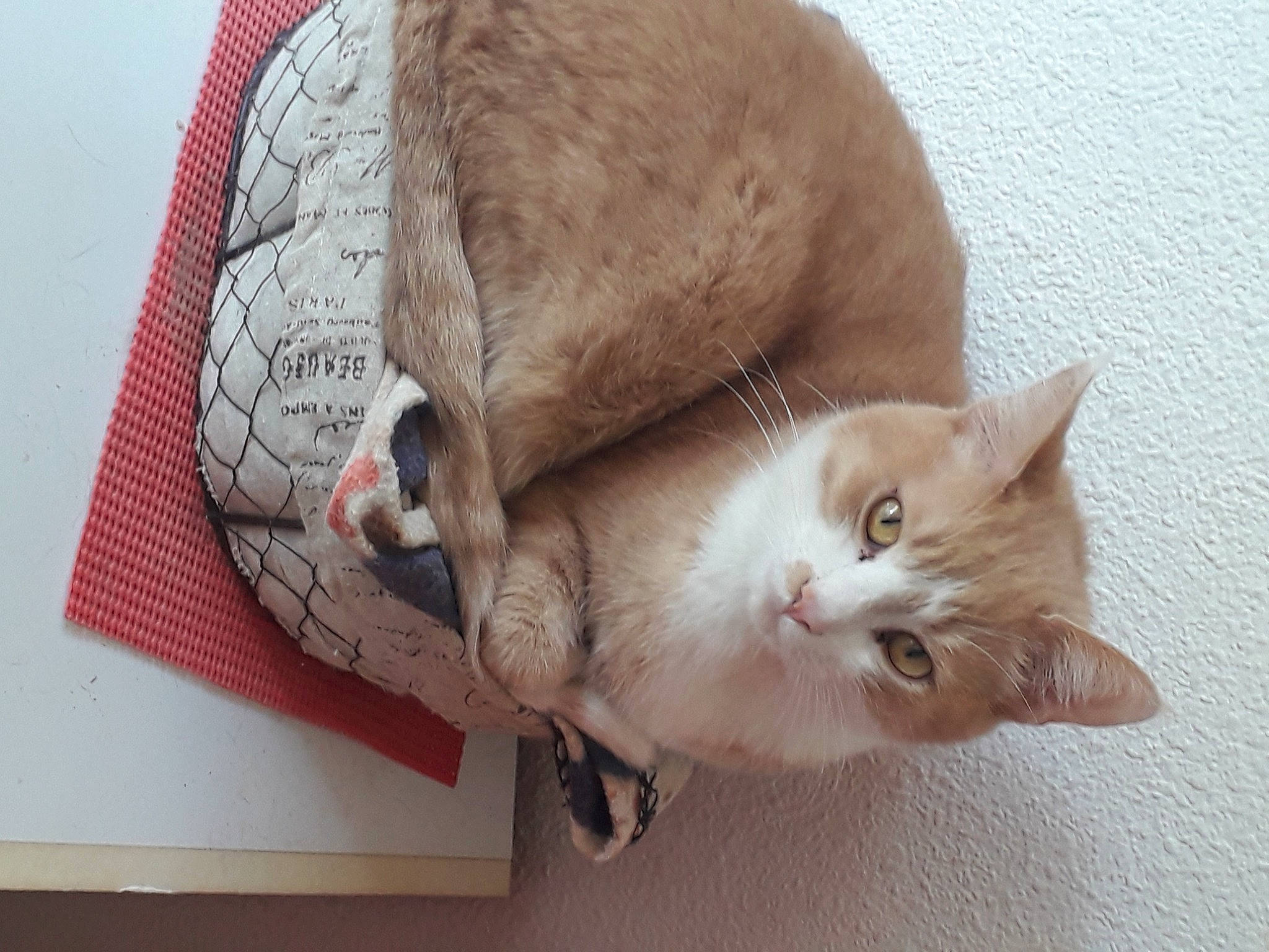 Maxou participe au concours pour gagner de l'argent avec cette photo : bag, balinese, carnivore, cat, comfort, domestic_short_haired_cat, fashion_accessory, fawn, felidae, fur, nap, paper_product, paw, small_to_medium_sized_cats, snout, tail, whiskers