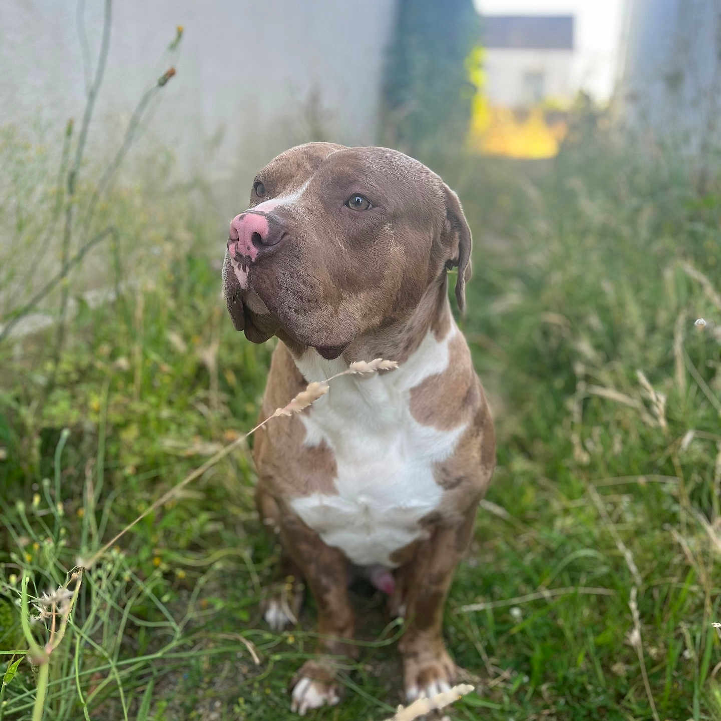 Yuston a rejoint le concours — aidez-le/la à gagner de superbes lots ! animal, brown_dog, calm, canine, closeup, daylight, dog, focused, grass, narrow_path, nature, outdoor, pet, pink_nose, plants, portrait, quiet, sitting, wall, white_chest