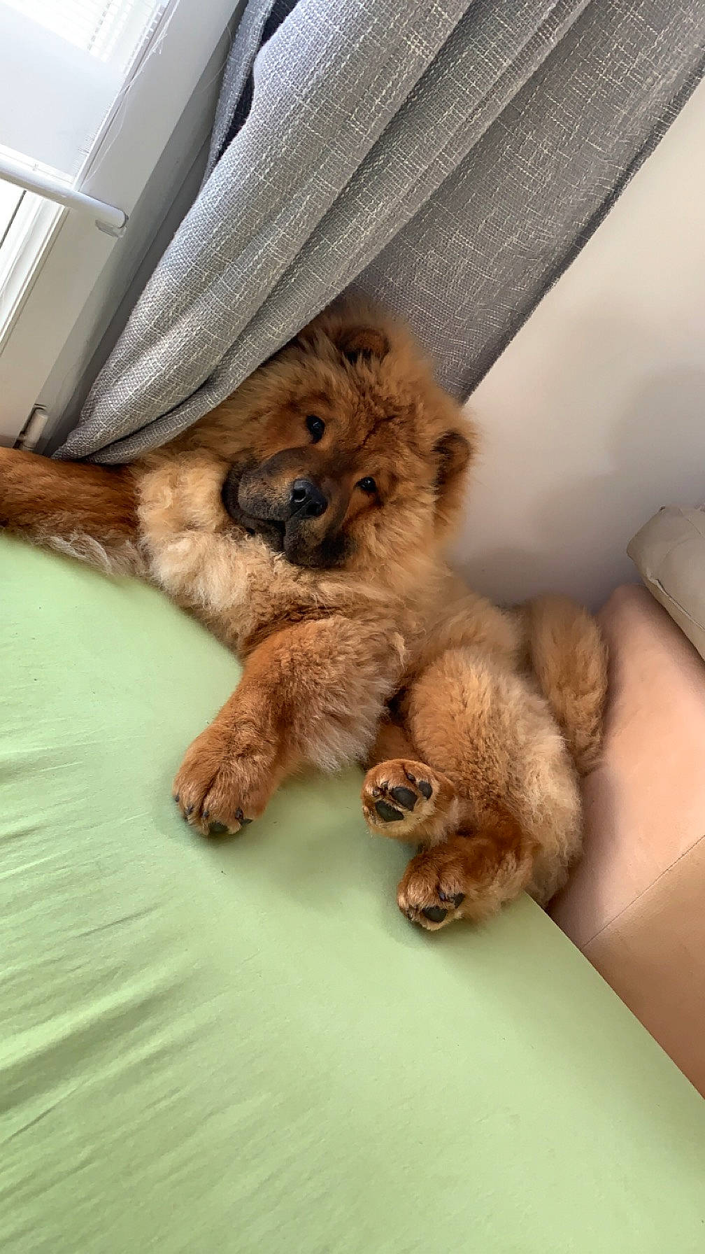 Gringo participe au concours pour gagner de l'argent avec cette photo : canidae, carnivore, claw, comfort, companion_dog, dog, dog_breed, dog_supply, fawn, fur, liver, paw, pet_supply, puppy, snout, sporting_group, stuffed_toy, toy, toy_dog, working_animal