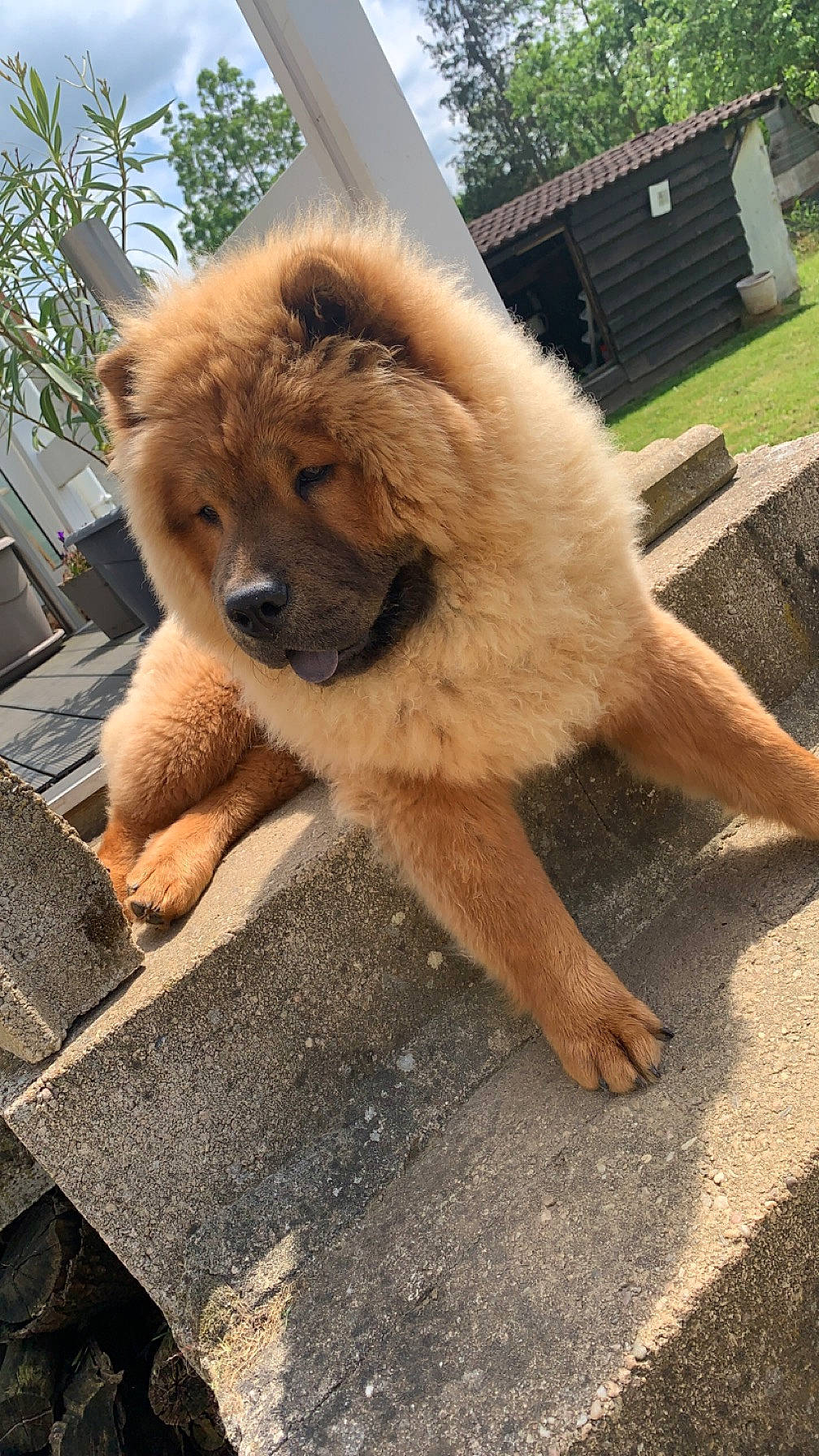 Gringo a rejoint le concours — aidez-le/la à gagner de superbes lots ! ancient_dog_breeds, carnivore, chow_chow, companion_dog, dog, dog_breed, fawn, fur, giant_dog_breed, liver, paw, plant, puppy, snout, tail, terrestrial_animal, tree, whiskers, working_animal, working_dog