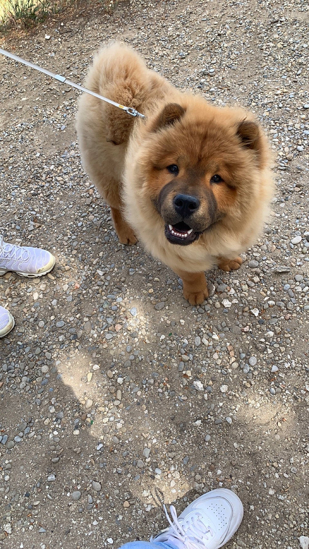 Gringo a rejoint le concours — aidez-le/la à gagner de superbes lots ! ancient_dog_breeds, asphalt, canidae, carnivore, companion_dog, dog, dog_breed, fawn, foot, fur, non_sporting_group, paw, road_surface, soil, sporting_group, tail, terrestrial_animal, whiskers, wildlife, working_animal