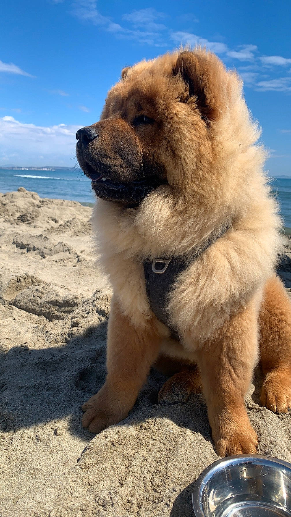 Gringo a rejoint le concours — aidez-le/la à gagner de superbes lots ! canidae, carnivore, cloud, companion_dog, cutlery, dog, dog_breed, fawn, fur, kitchen_utensil, landscape, serveware, sky, snout, spoon, sporting_group, tableware, terrestrial_animal, water, working_animal