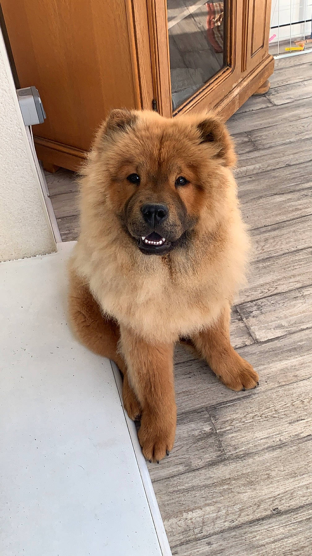 Gringo a rejoint le concours — aidez-le/la à gagner de superbes lots ! ancient_dog_breeds, canidae, carnivore, companion_dog, dog, dog_breed, fawn, flooring, fur, german_spitz, german_spitz_klein, liver, paw, snout, spitz, sporting_group, terrestrial_animal, whiskers, wood, working_animal