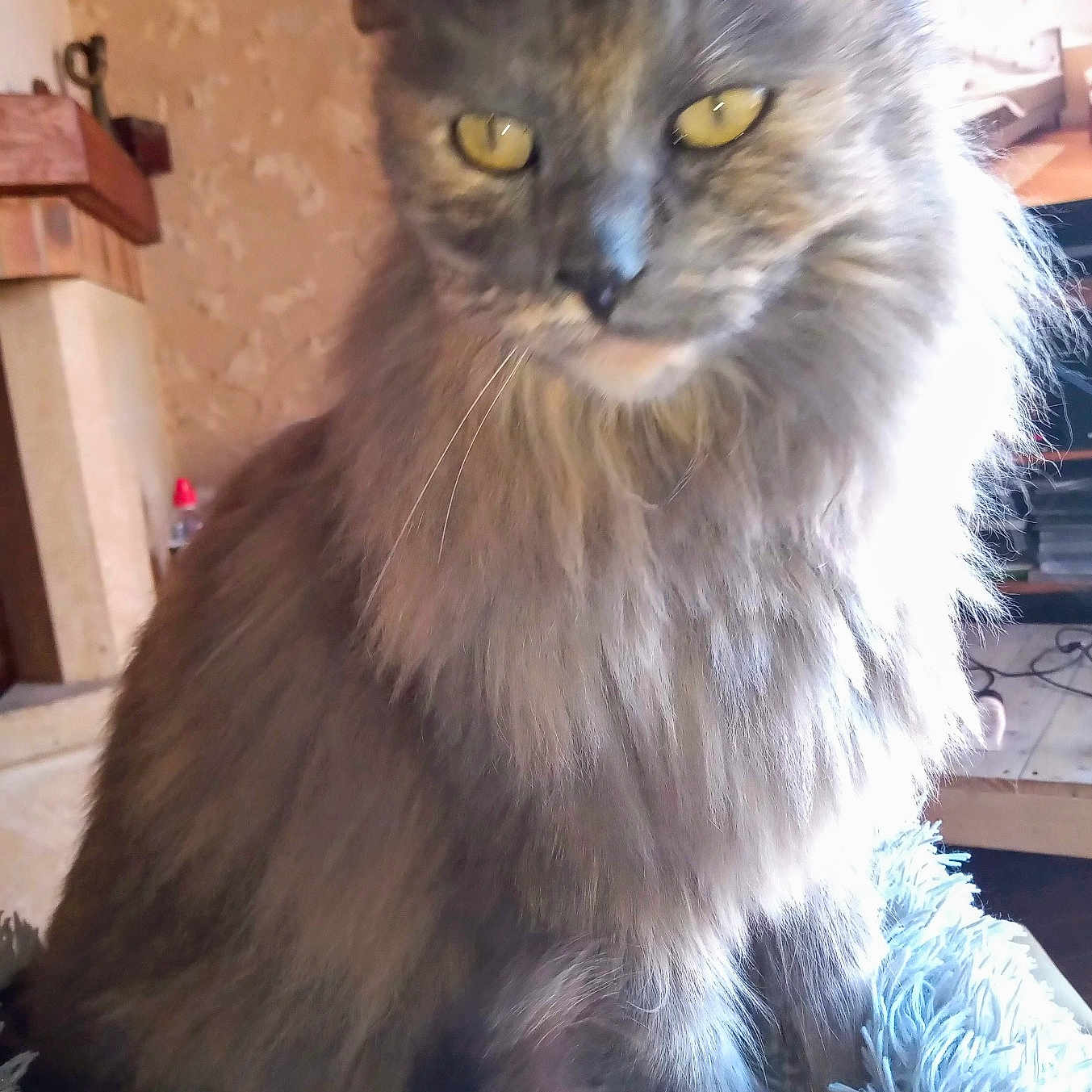 Luna a rejoint le concours — aidez-le/la à gagner de superbes lots ! cat, fluffy, gray, yellow_eyes, indoor, rug, furniture, television, cozy, pet, animal, whiskers, ears, fur, sitting, home, living_room, domestic, cute, portrait