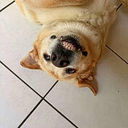 Bella a rejoint le concours — aidez-le/la à gagner de superbes lots ! dog, canine, pet, floor, tile, lying_down, upside_down, teeth, smile, playful, fur, golden, animal, mischievous, cute, domestic, indoor, face, ears, nose
