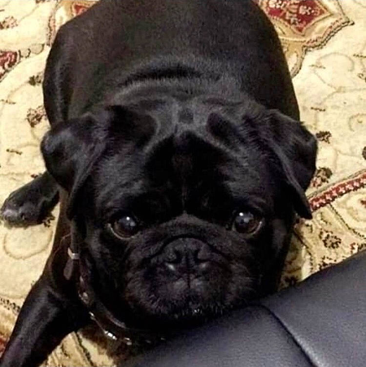 Alfie joined the competition — help win amazing prizes! canidae, carnivore, companion_dog, dog, dog_breed, dog_collar, fawn, french_bulldog, fur, non_sporting_group, pug, puppy, snout, sporting_group, terrestrial_animal, toy_dog, whiskers, working_animal, wrinkle