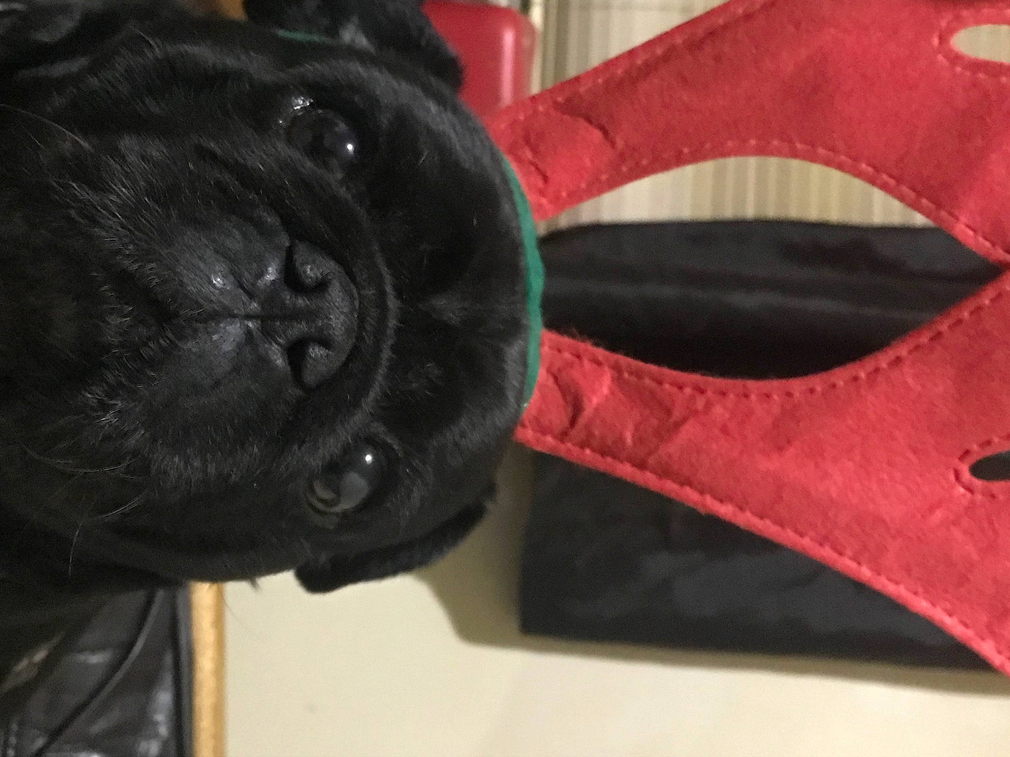 Alfie joined the competition — help win amazing prizes! ball, canidae, cap, carmine, carnivore, collar, companion_dog, dog, dog_breed, dog_collar, fashion_accessory, fur, hat, magenta, pattern, personal_protective_equipment, snout, sporting_group, tail, whiskers