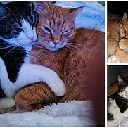 Honey a rejoint le concours — aidez-le/la à gagner de superbes lots ! cat, cats, orange_cat, tabby_cat, black_and_white_cat, sleeping, cuddling, pets, fur, whiskers, close_up, blanket, cozy, indoor, resting, cute, animal, feline, snuggling, napping