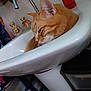 cat, ginger_cat, sink, bathroom, perfume_bottles, faucet, domestic_animal, pet, orange_fur, resting, close_up, side_view, indoor, household, relaxed, fur, whiskers, animal_face, cute, sleepy