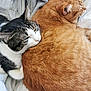 cat, orange_cat, tabby_cat, black_and_white_cat, sleeping, snuggling, cozy, blanket, fur, pets, animal, resting, indoor, cute, friendship, soft, relaxing, companions, warm, bed