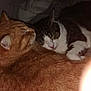 Honey participe au concours pour gagner de l'argent avec cette photo : cat, cats, sleeping, snuggling, orange_tabby, black_and_white, fur, pets, cozy, resting, closeup, domestic_cat, animal, cute, companion, indoor, soft, relaxing, friendship, warm
