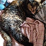 animal, bed, blanket, cat, cozy, cute, domestic_cat, eeyore, fur, indoor, pet, pillow, pink_blanket, plush_toy, relaxation, resting, sleeping, stuffed_animal, tail, tortoiseshell_cat