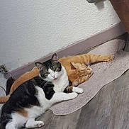 Bounty participe au concours pour gagner de l'argent avec cette photo : cat, orange_cat, black_and_white_cat, pet, animal, indoor, floor, mat, relaxing, sleeping, cute, fur, paw, whiskers, tabby, domestic_animal, companion, resting, home, cozy