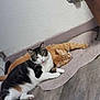 cat, orange_cat, black_and_white_cat, pet, animal, indoor, floor, mat, relaxing, sleeping, cute, fur, paw, whiskers, tabby, domestic_animal, companion, resting, home, cozy