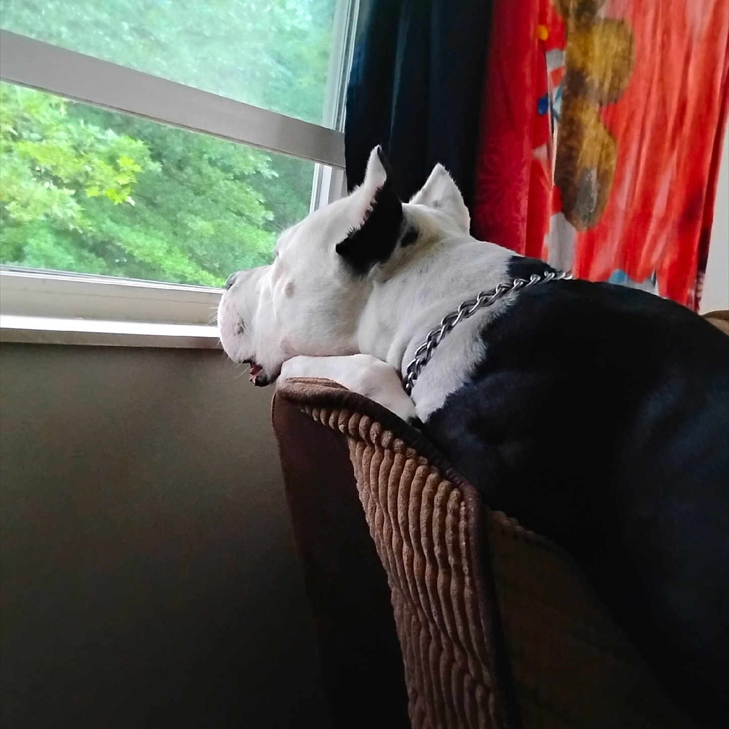 Zeus is registered to the contest to win money with this photo: animal, black_and_white_dog, chain_collar, chair, curtain, daylight, dog, furniture, greenery, home, indoor, looking_out, peaceful, pet, quiet, relaxed, resting, side_view, teddy_bear, window