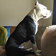 Zeus joined the competition — help win amazing prizes! alert, animal, black_and_white, calm, chain_collar, companion, couch, daylight, dog, domestic, furniture, home, indoor, looking_out, pet, quiet, resting, side_view, sitting, window