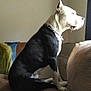 alert, animal, black_and_white, calm, chain_collar, companion, couch, daylight, dog, domestic, furniture, home, indoor, looking_out, pet, quiet, resting, side_view, sitting, window