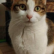 Marinette participe au concours pour gagner de l'argent avec cette photo : cat, calico_cat, feline, pet, close_up, portrait, green_eyes, whiskers, ears, nose, white_fur, tabby, paws, indoor, basket, shelf, furniture, curious, sitting, domestic_animal