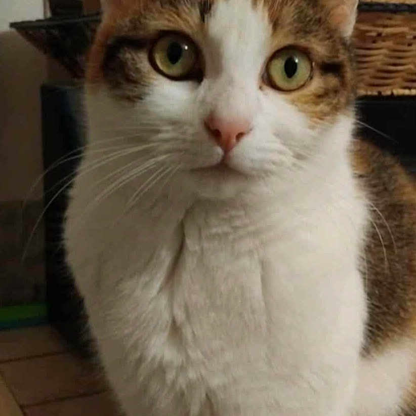 Marinette participe au concours pour gagner de l'argent avec cette photo : basket, calico_cat, cat, close_up, curious, domestic_animal, ears, feline, furniture, green_eyes, indoor, nose, paws, pet, portrait, shelf, sitting, tabby, whiskers, white_fur