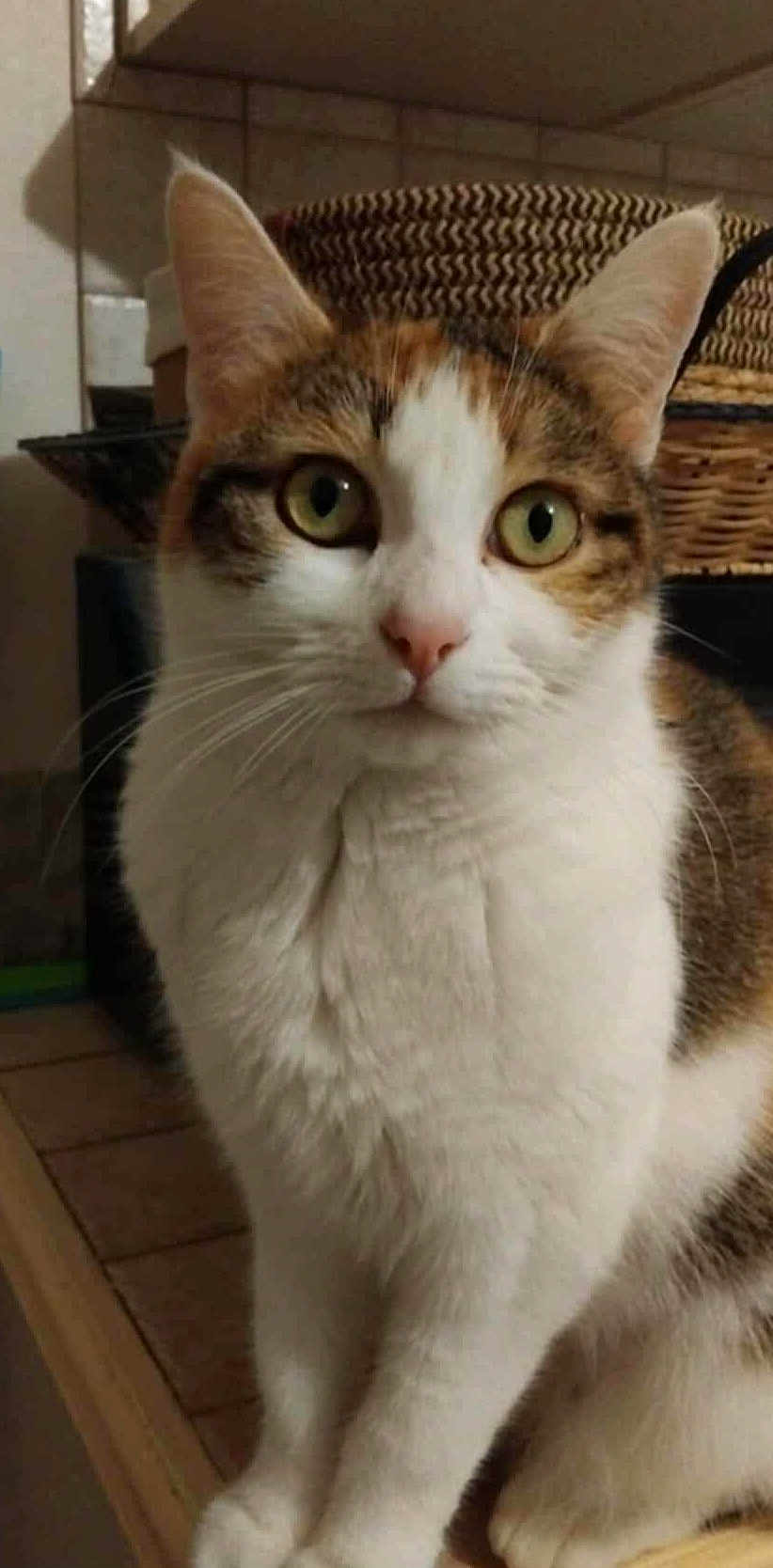 Marinette participe au concours pour gagner de l'argent avec cette photo : cat, calico_cat, feline, pet, close_up, portrait, green_eyes, whiskers, ears, nose, white_fur, tabby, paws, indoor, basket, shelf, furniture, curious, sitting, domestic_animal