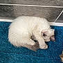 kitten, cat, sleeping, curled_up, fluffy, white_fur, blue_rug, indoor, pet, animal, cute, resting, cozy, small, fur, peaceful, relaxed, floor, tile, paw