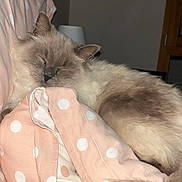 Tokyo a rejoint le concours — aidez-le/la à gagner de superbes lots ! cat, sleeping, fluffy, indoor, blanket, pink, polka_dot, cozy, resting, pet, fur, tail, cute, domestic_animal, relaxation, soft, animal, comfort, home, napping