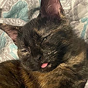 Baby Bear is registered to the contest to win money with this photo: animal, bed, blanket, cat, close_up, cozy, cute, ears, eyes, face, feline, fur, indoor, muzzle, pet, resting, sleepy, tongue_out, tortoiseshell, whiskers
