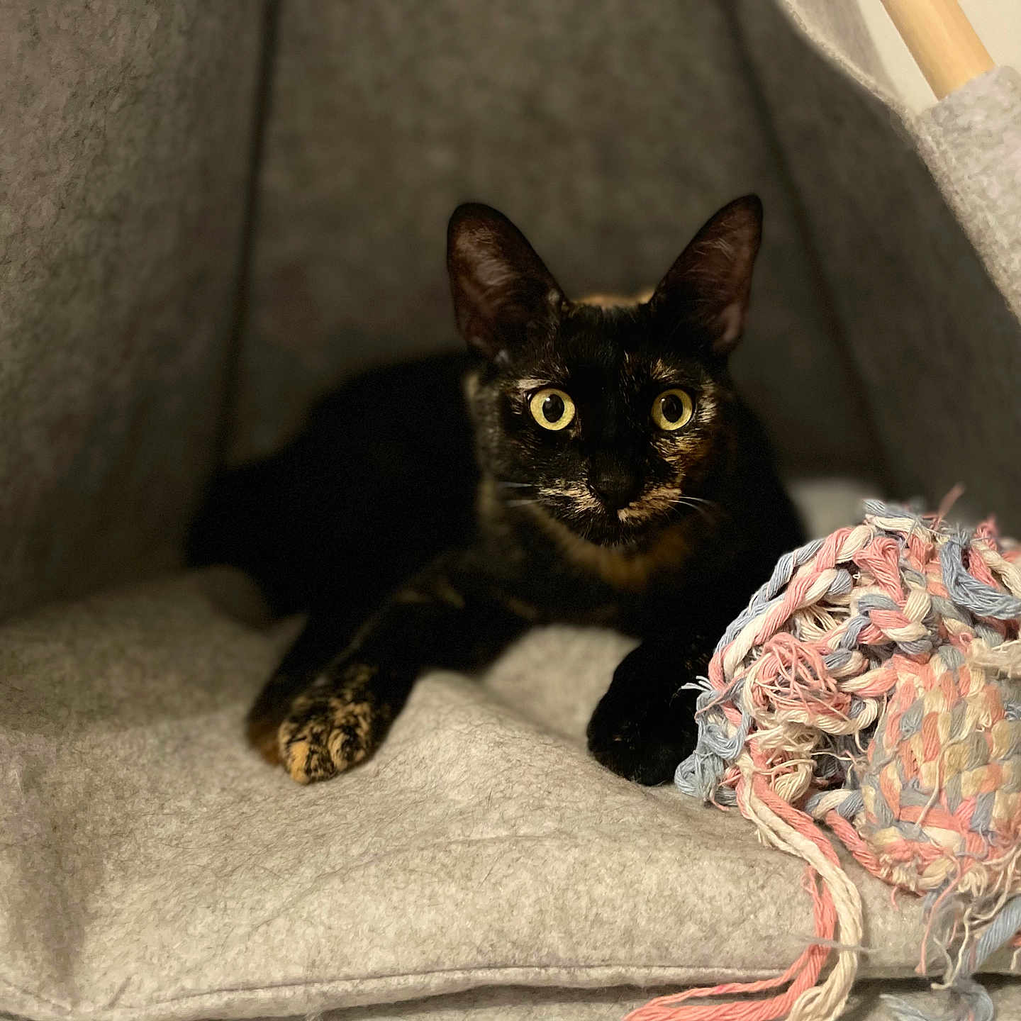Shelby participe au concours pour gagner de l'argent avec cette photo : abyssinian, animal, bag, basket, bed, blackcat, blanket, brasssection, cat, couch, cushion, furniture, homedecor, horn, kitten, linen, manx, musicalinstrument, pet, quilt