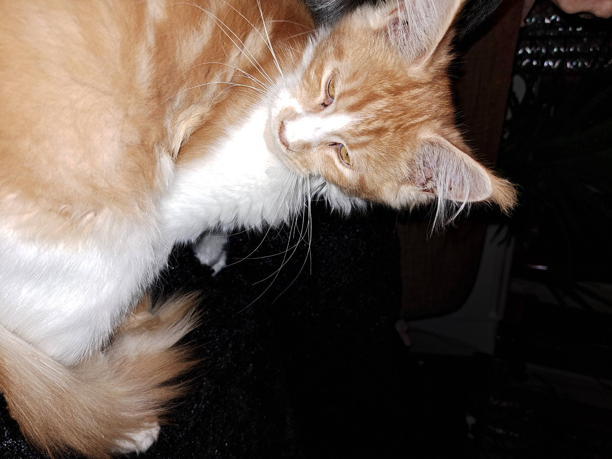 Ugoline participe au concours pour gagner de l'argent avec cette photo : carnivore, cat, claw, comfort, domestic_short_haired_cat, ear, fawn, felidae, fur, gesture, human_leg, lap, paw, small_to_medium_sized_cats, tail, whiskers