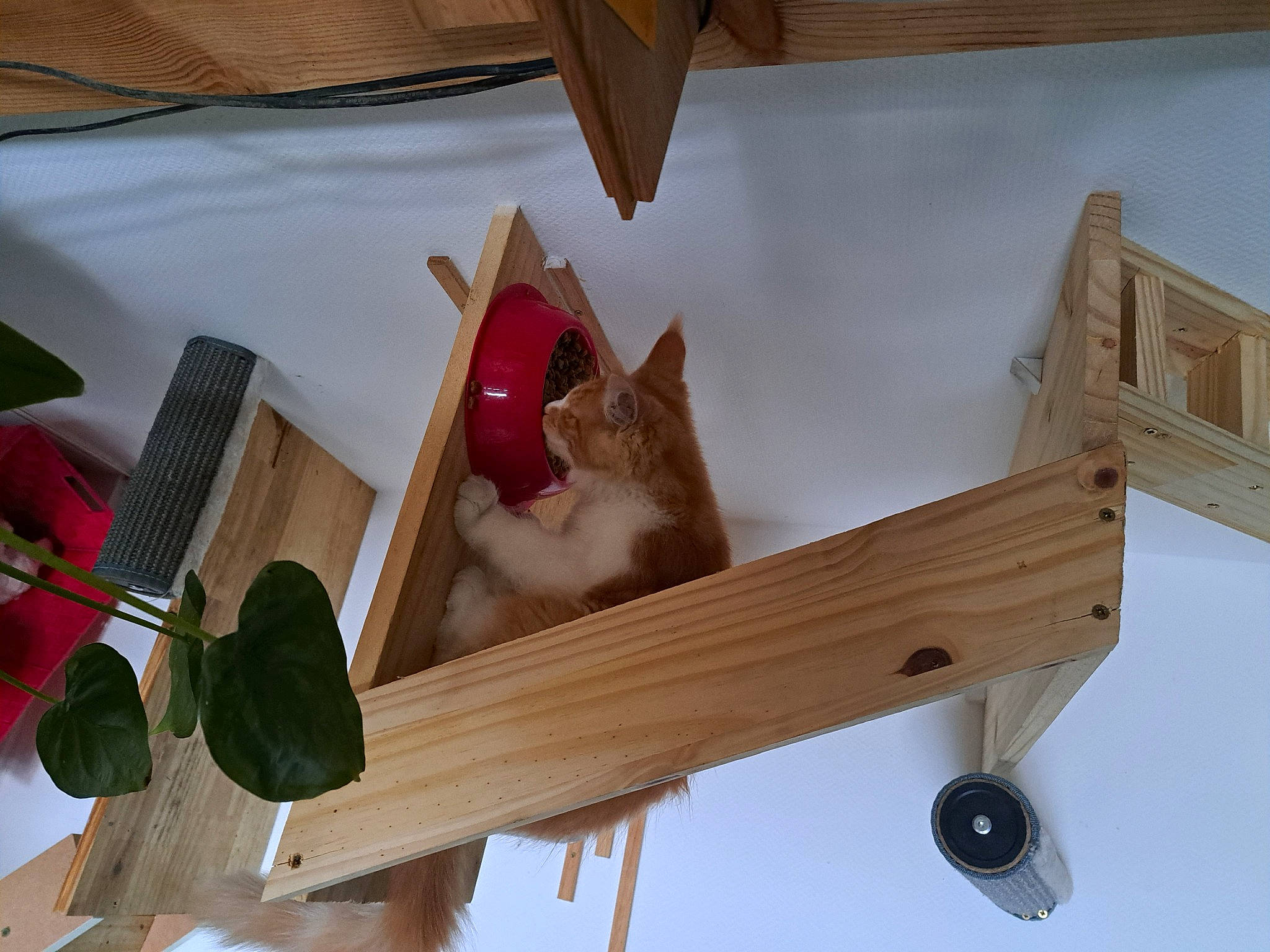 Ugoline a rejoint le concours — aidez-le/la à gagner de superbes lots ! carmine, carnivore, cat, cat_supply, chair, domestic_short_haired_cat, felidae, hardwood, outdoor_furniture, pet_supply, plywood, room, shelf, shelving, small_to_medium_sized_cats, table, tail, wheel, whiskers, wood