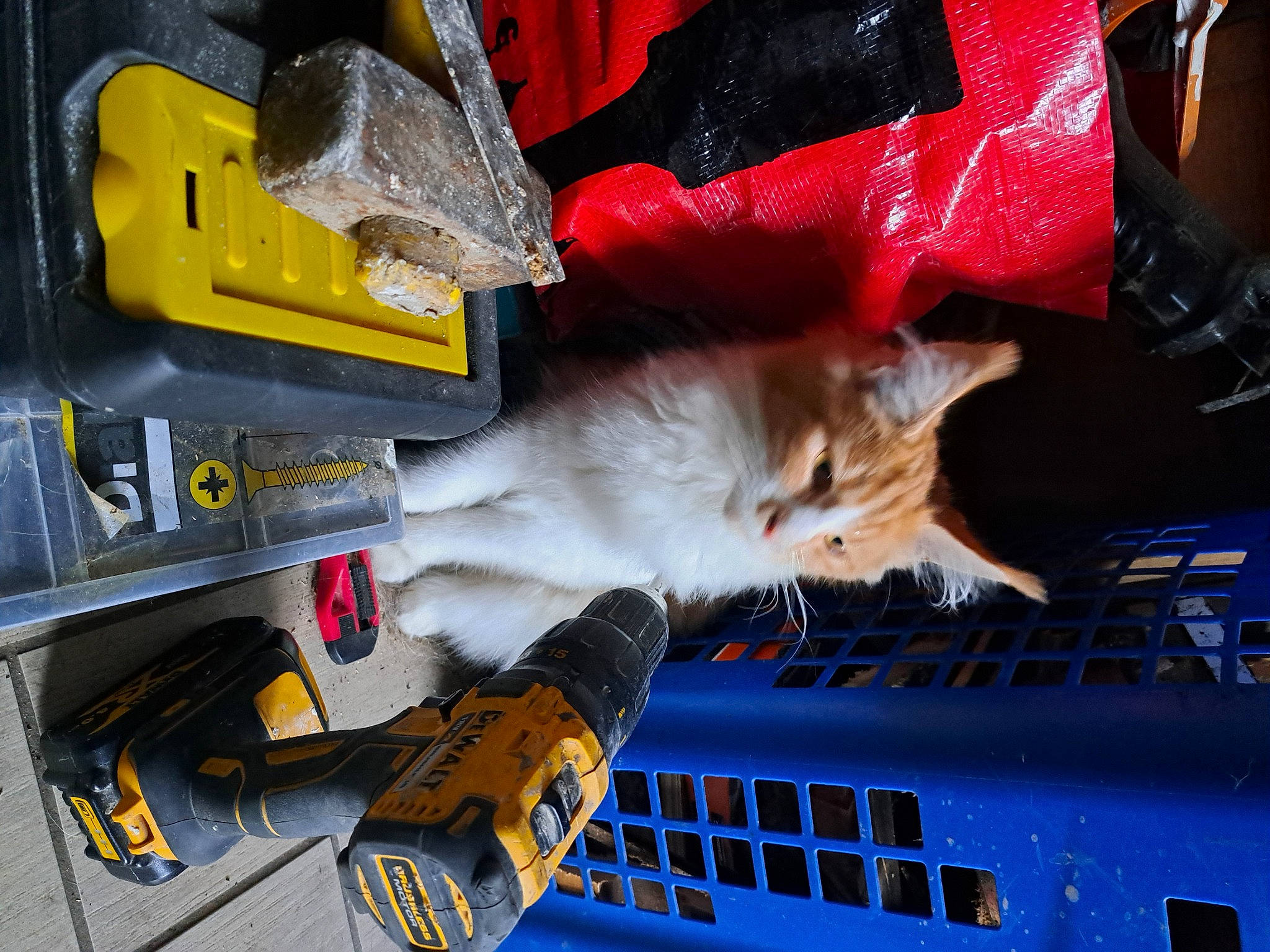 Ugoline participe au concours pour gagner de l'argent avec cette photo : auto_part, automotive_exterior, bumper, carmine, carnivore, cat, electric_blue, engineering, felidae, fur, gas, hood, machine, motor_vehicle, plastic, small_to_medium_sized_cats, tail, vehicle, whiskers, windshield